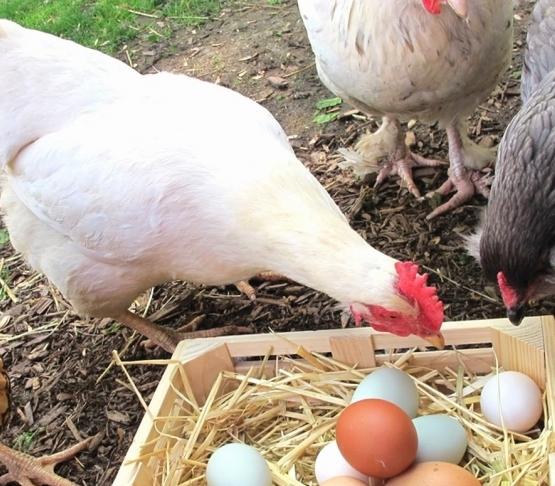 Как да се хранят кокошки кокошки в дома и в птицефермите?
