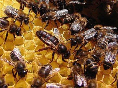 Царицата пчела: роля в семейството