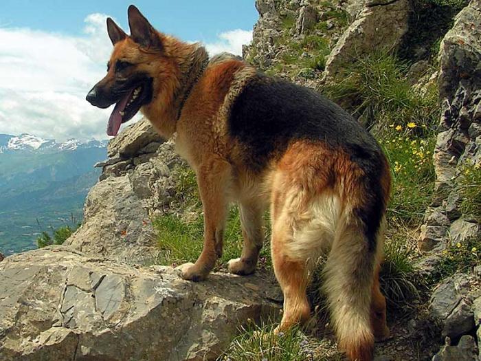 Куче: колко години животното живее