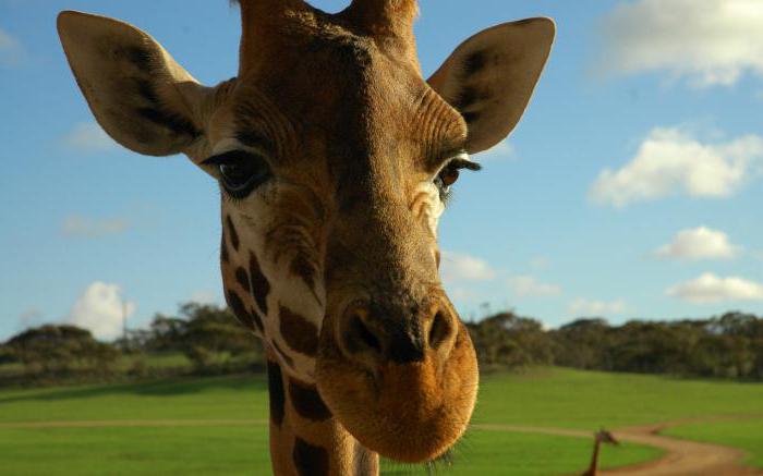 Загадка за жираф за деца като склад за факти