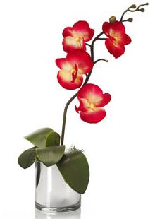 защо листата оцветяват в орхидеи
