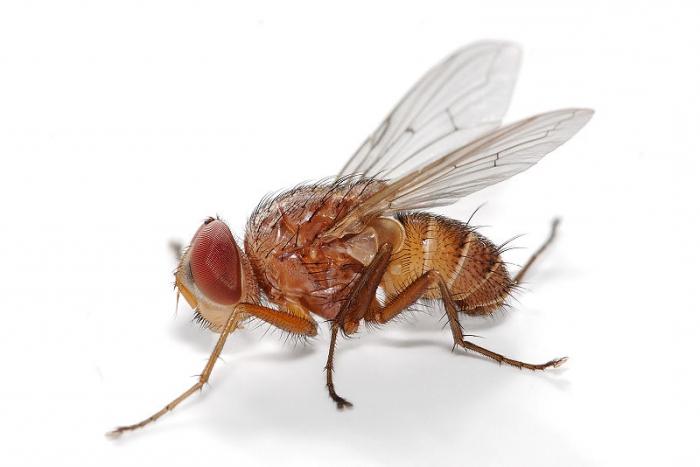 Какво казва в книгата за мечтите: една муха е ... какво?