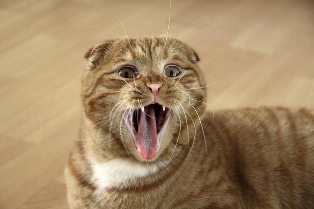 Lop-uared котка - очарователен домашен любимец