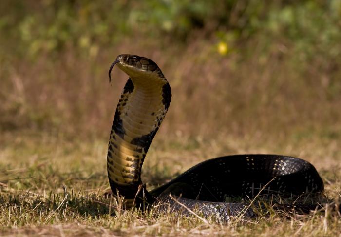 Змия кобра - интересни факти. Кралската кобра като змия е много опасна и бърза