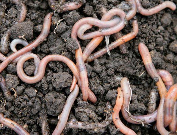 Змийските червеи ядат в природата, почвата, вермиферм, вкъщи?