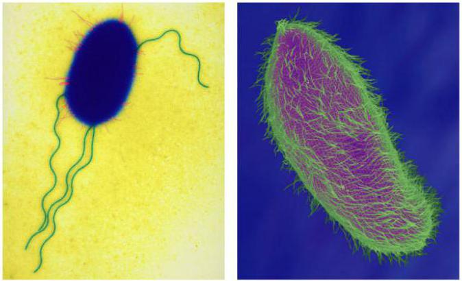 Мембранни клетъчни органели: видове, структура, функции