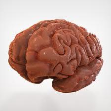 структурата на човешкия мозък